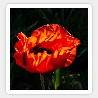 Red poppy blossom highlighted by the morning sunshine Sticker